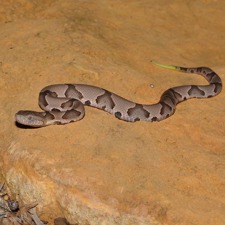 Eastern Copperhead snake