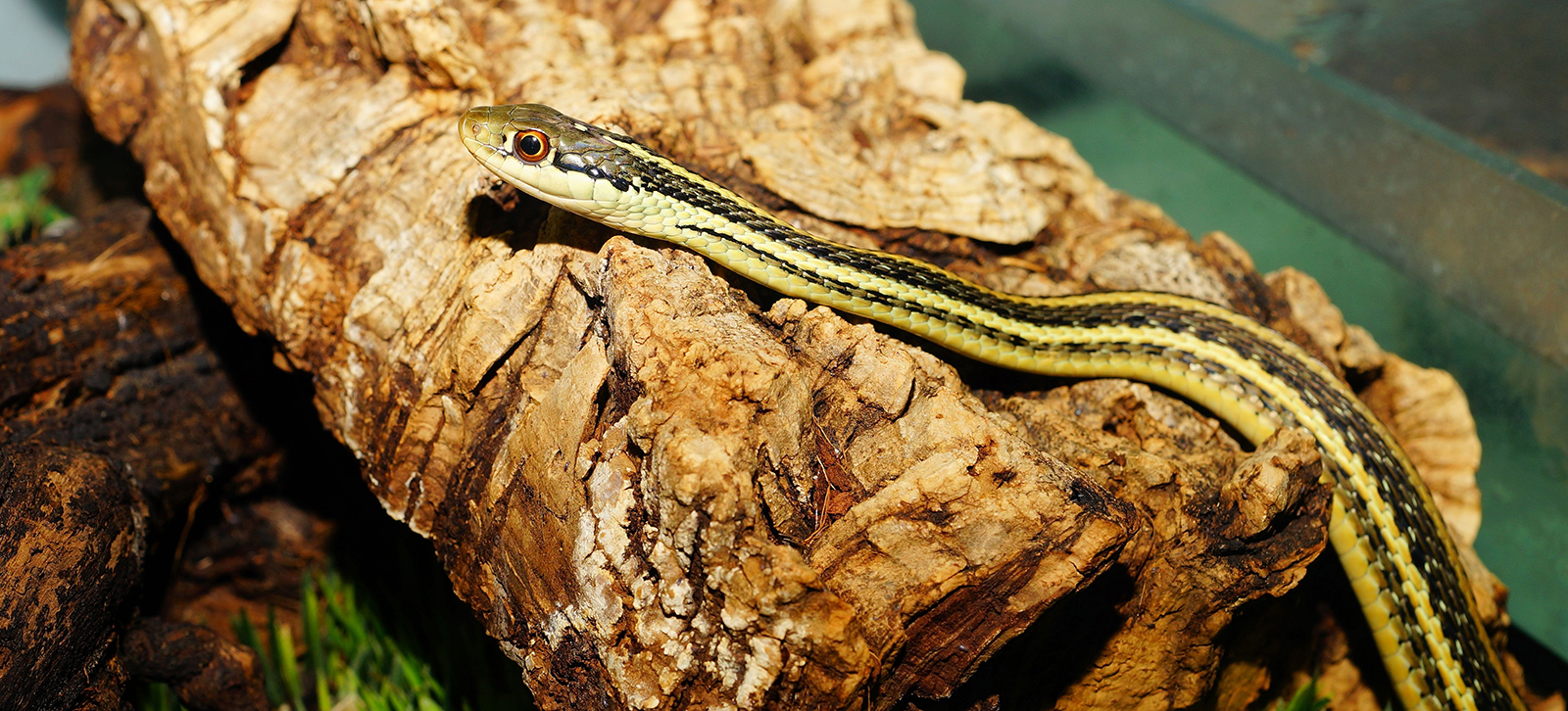 A snake relaxes on a log.