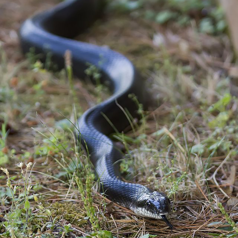 Rat snake or black snake
