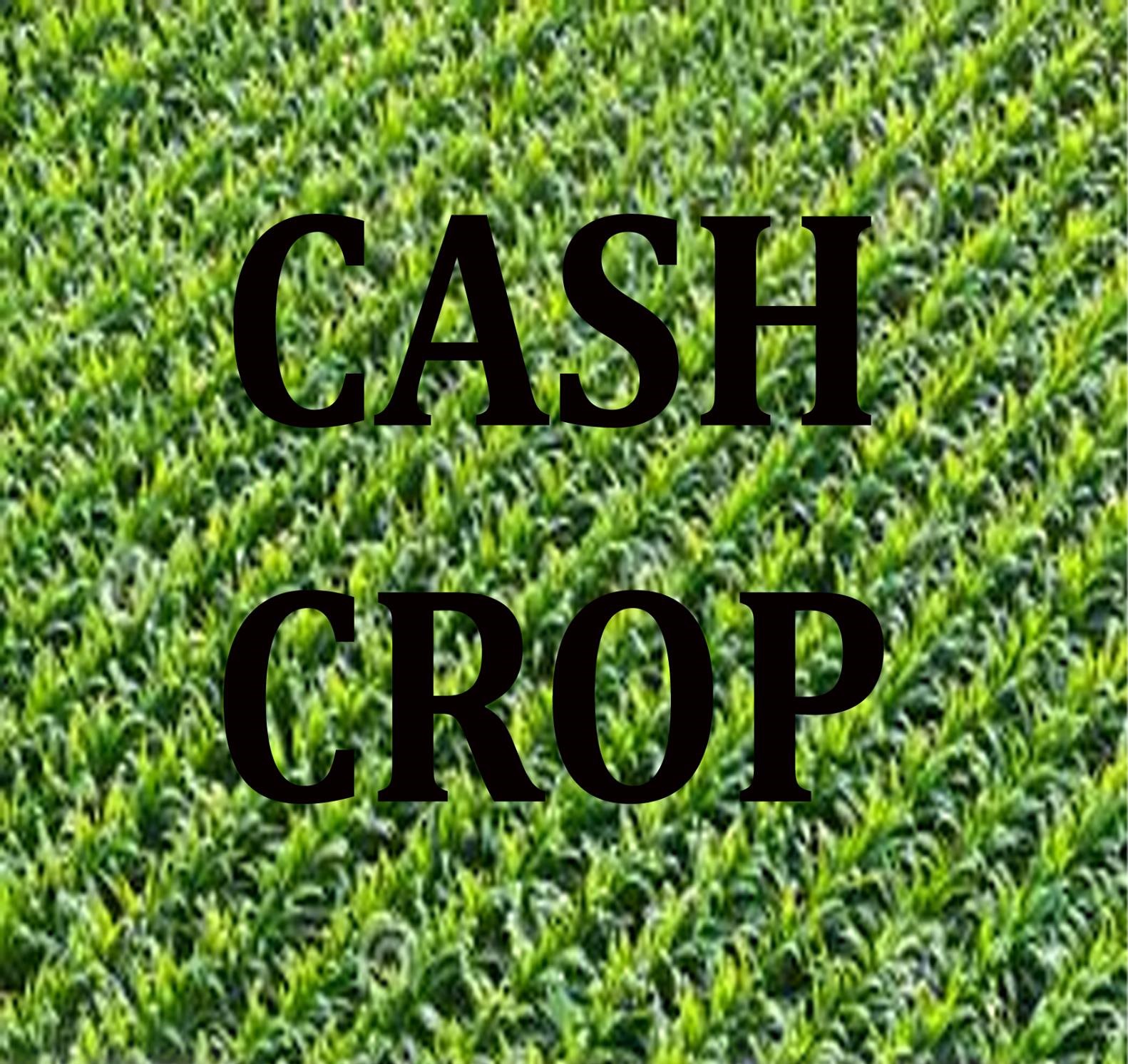 Cash Crop Band