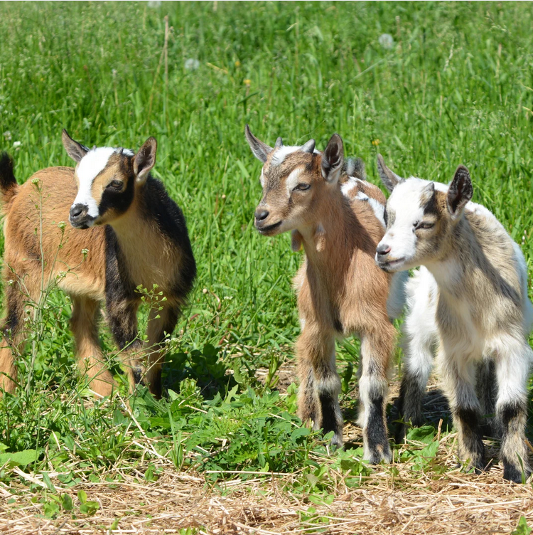 baby goats